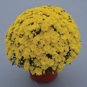 Garden Mum Other Stellar Yellow - Container