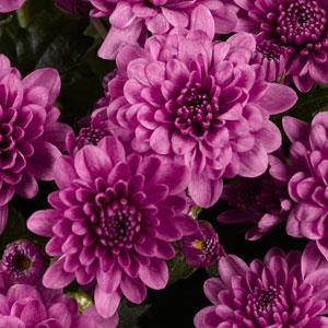 Garden Mum Skyfall® Pink - Bloom