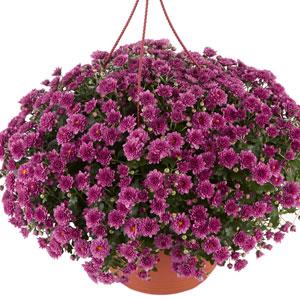 Garden Mum Other Skyfall Pink - Container