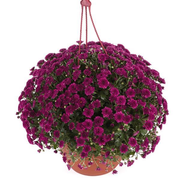 Garden Mum Other Skyfall Purple - Basket