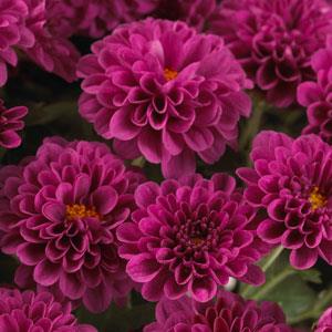 Garden Mum Skyfall® Purple - Bloom