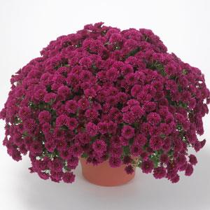 Garden Mum Other Skyfall Purple - Container