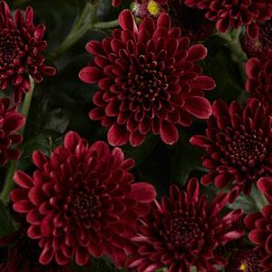 Garden Mum Skyfall® Red - Bloom