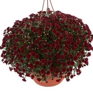 Garden Mum Other Skyfall Red - Container