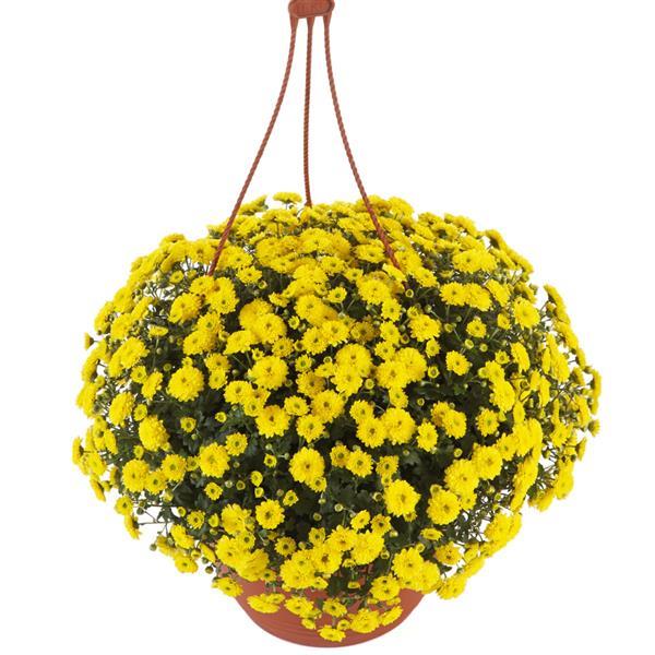 Garden Mum Other Skyfall Yellow - Basket