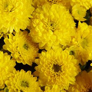 Garden Mum Skyfall® Yellow - Bloom