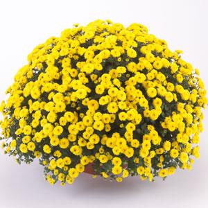 Garden Mum Other Skyfall Yellow - Container