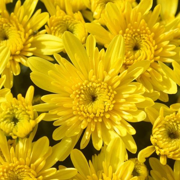 Garden Mum Other Avalon Sunny Yellow - Bloom