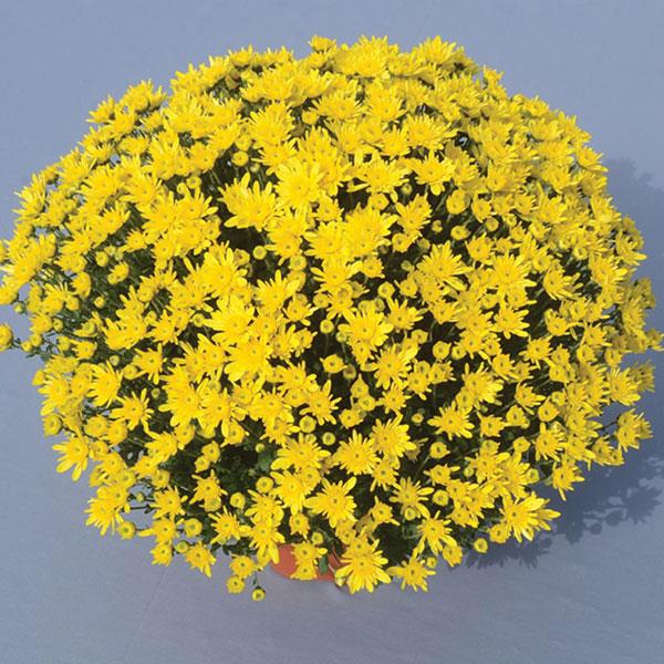 Garden Mum Other Avalon Sunny Yellow - Container