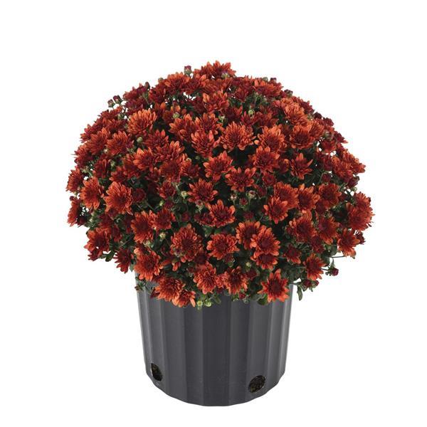 Garden Mum Other Paradiso Bronze - Container