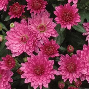 Garden Mum Other Paradiso Pink - Bloom