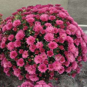 Garden Mum Other Paradiso Pink - Container