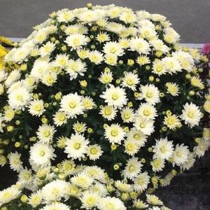 Garden Mum Other Paradiso White - Container