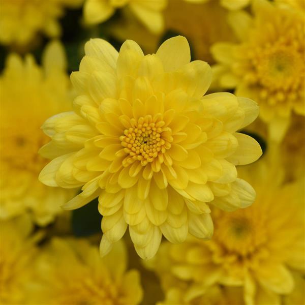 Garden Mum Other Paradiso Yellow - Bloom