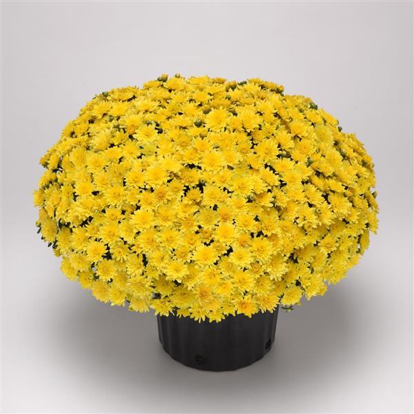 Garden Mum Other Paradiso Yellow - Container