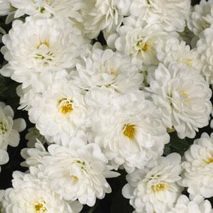 Garden Mum Skyfall® White - Bloom