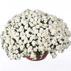 Garden Mum Other Skyfall White - Container