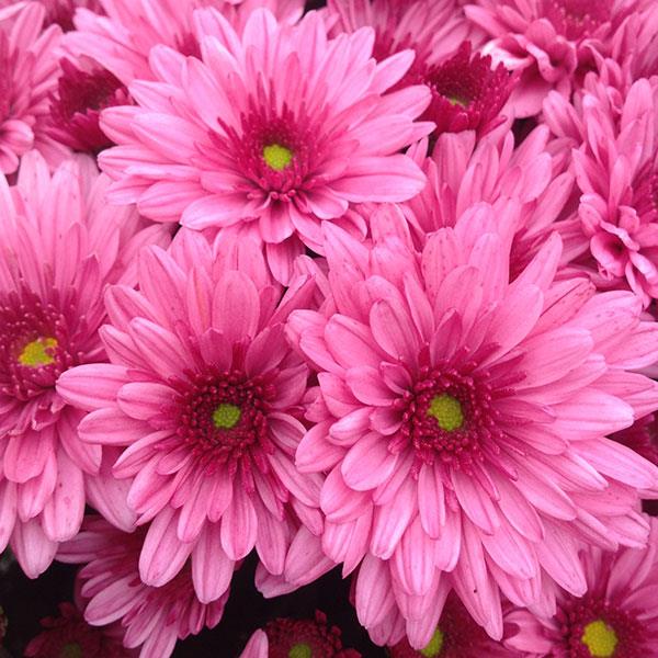 Garden Mum Other Pop Eye Pink - Bloom