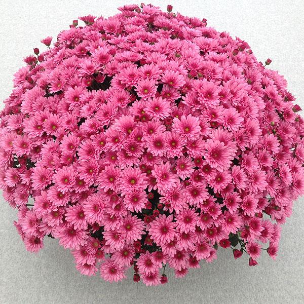 Garden Mum Other Pop Eye Pink - Container