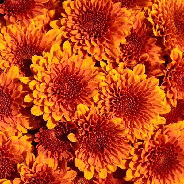 Garden Mum Other Copper Coin Bronze - Bloom
