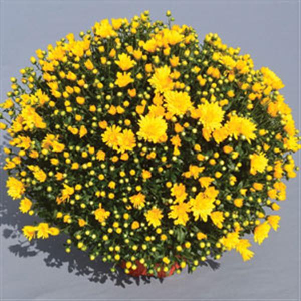 Garden Mum Other Gold Riot Yellow - Container