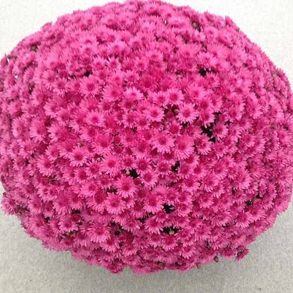 Garden Mum Other Jazzberry Pink - Container