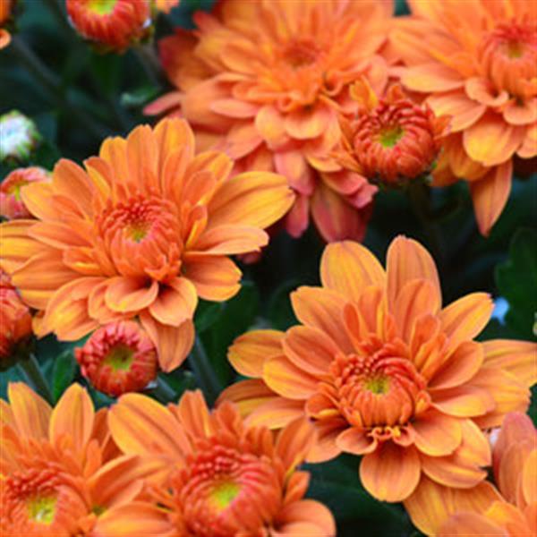 Garden Mum Other Pumpkin Pie Orange - Bloom