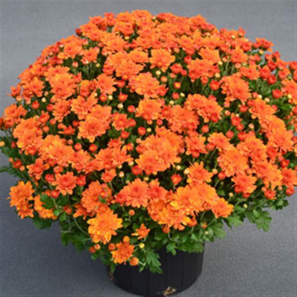 Garden Mum Other Pumpkin Pie Orange - Container
