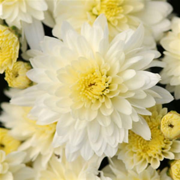 Garden Mum Other Butter N' Cream White - Bloom