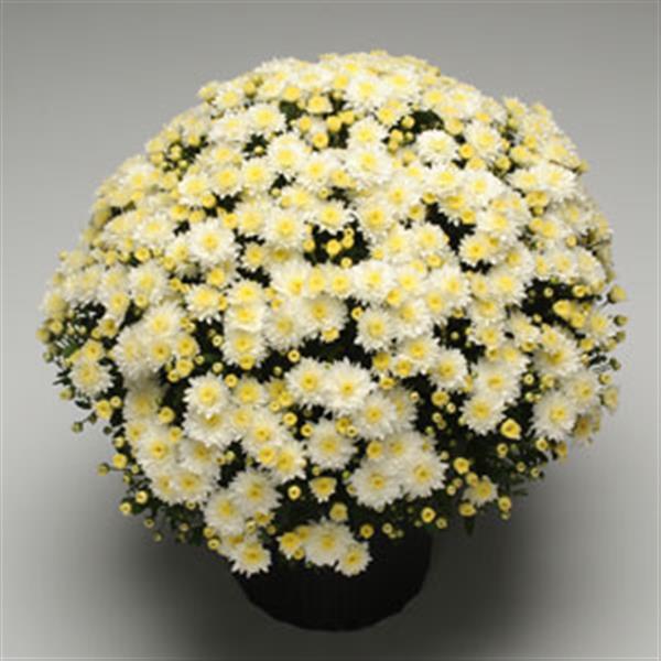 Garden Mum Other Butter N' Cream White - Container