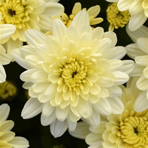 Garden Mum Avalon Crème White - Bloom