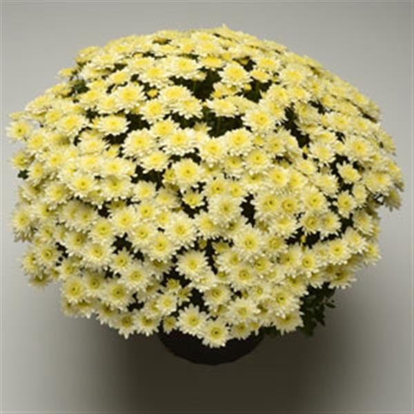 Garden Mum Other Avalon Crème White - Container