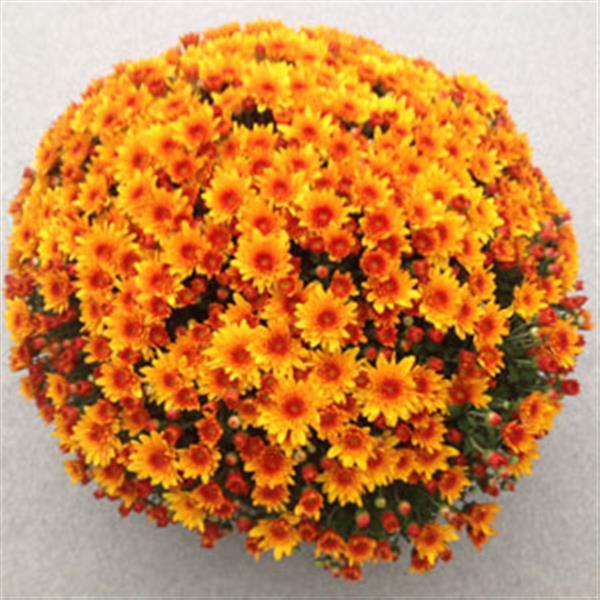 Garden Mum Other Fireglow Bronze - Container