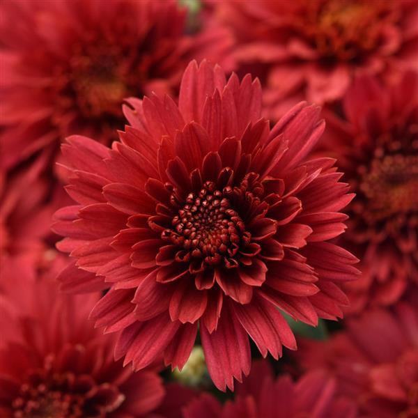 Garden Mum Other Flamingo Cranberry Red - Bloom
