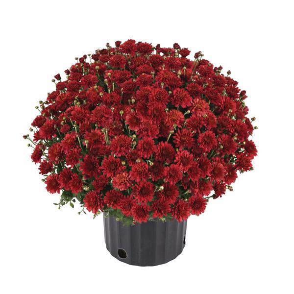 Garden Mum Other Flamingo Cranberry Red - Container