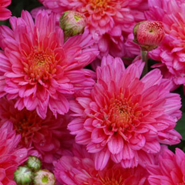 Garden Mum Other Flamingo Neon Pink - Bloom