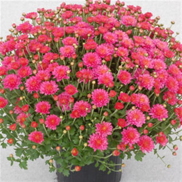 Garden Mum Other Flamingo Neon Pink - Container