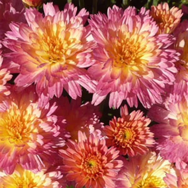 Garden Mum Other Flamingo Pineapple Pink - Bloom