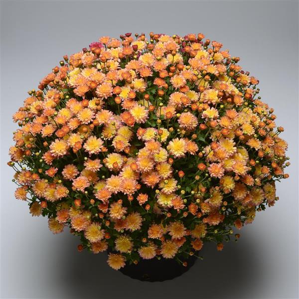 Garden Mum Other Flamingo Pineapple Pink - Container