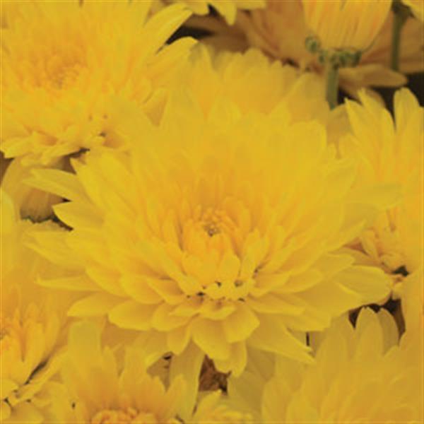 Garden Mum Other Gold Cup Yellow - Bloom