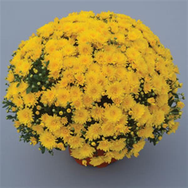 Garden Mum Other Gold Cup Yellow - Container
