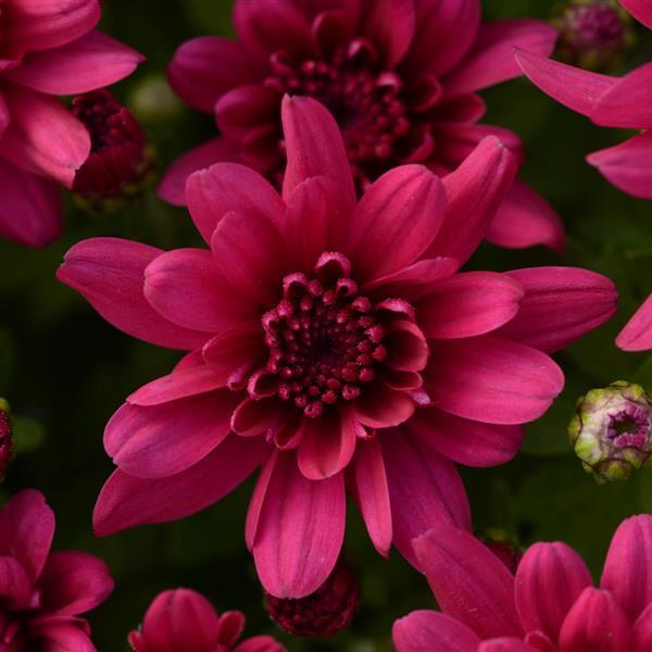 Garden Mum Grapeberry Purple - Bloom