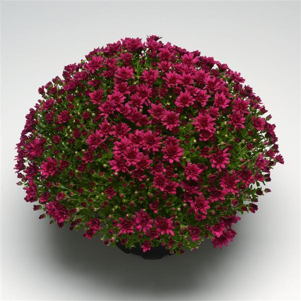 Garden Mum Other Grapeberry Purple - Container