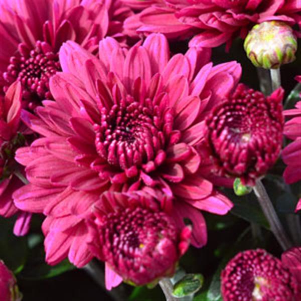 Garden Mum Other Plumberry Purple - Bloom