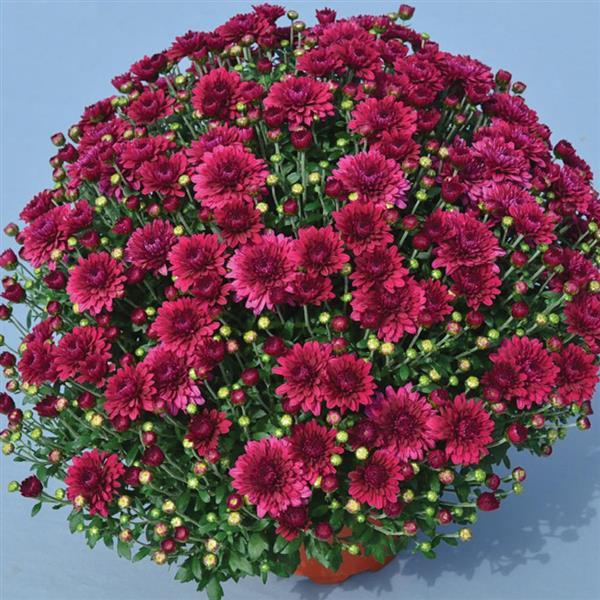 Garden Mum Other Plumberry Purple - Container