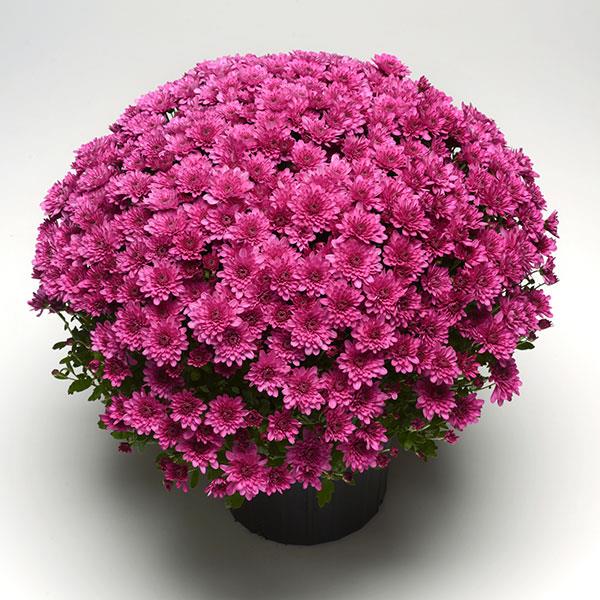 Garden Mum Other Paintbox Purple - Container