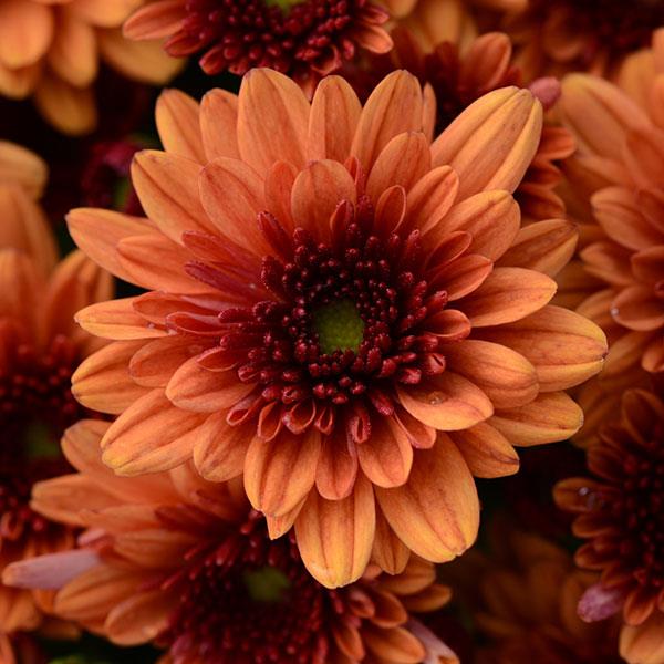 Garden Mum Other Pop Eye Orange - Bloom