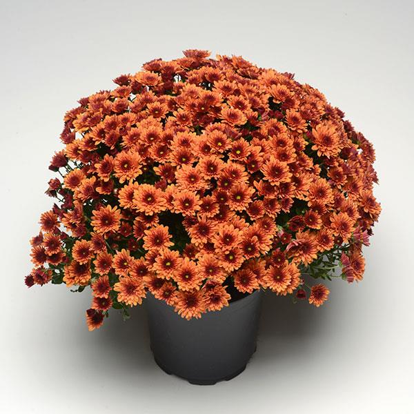 Garden Mum Other Pop Eye Orange - Container