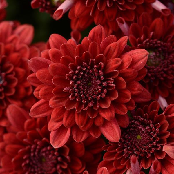 Garden Mum Other Majesty Red - Bloom