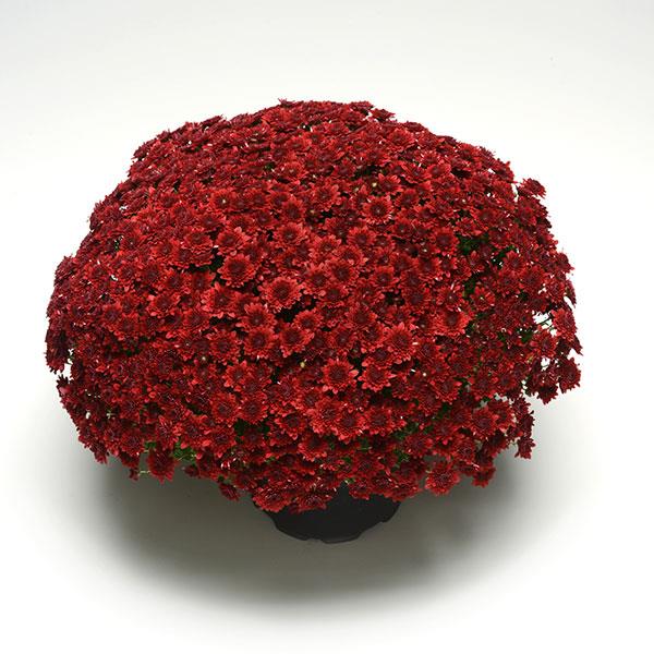 Garden Mum Other Majesty Red - Container